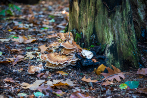 Ein großer Pilz am Baumstamm